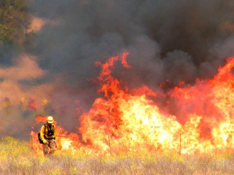 Wildland Fire