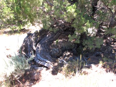 Surprise Valley Barrel Springs Back-Country Byway