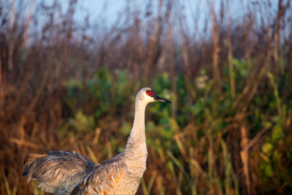Cosumnes River Preserve