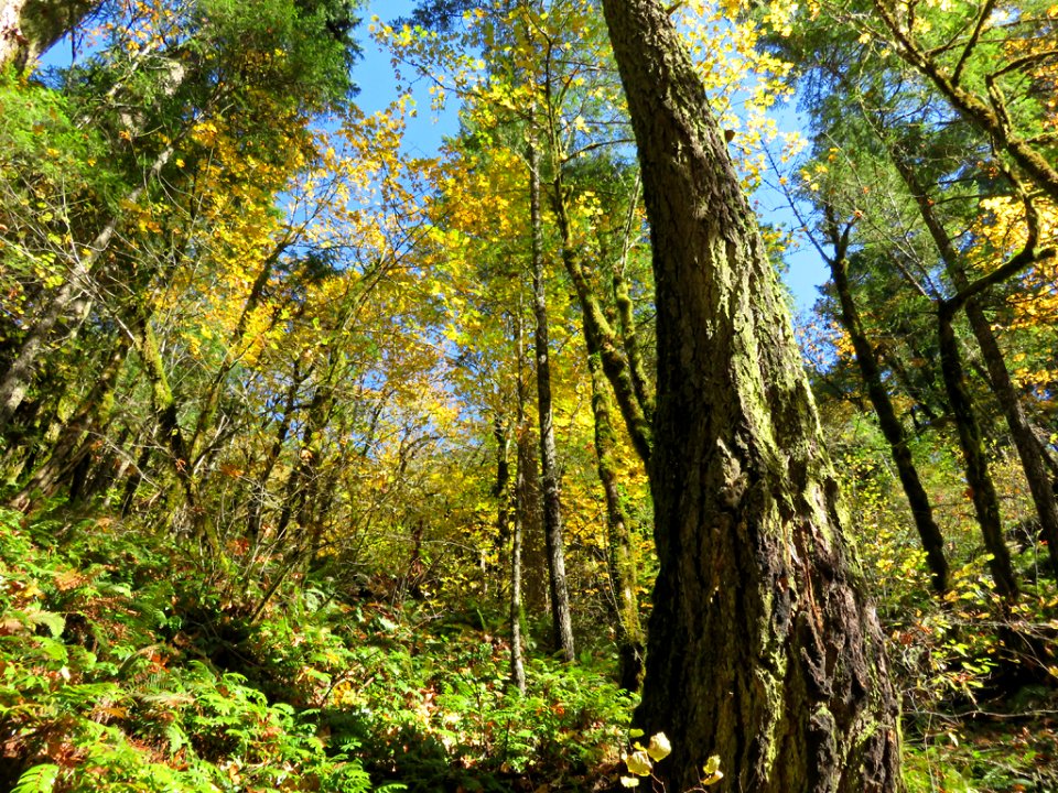 Eagle Creek Trail in Oregon
