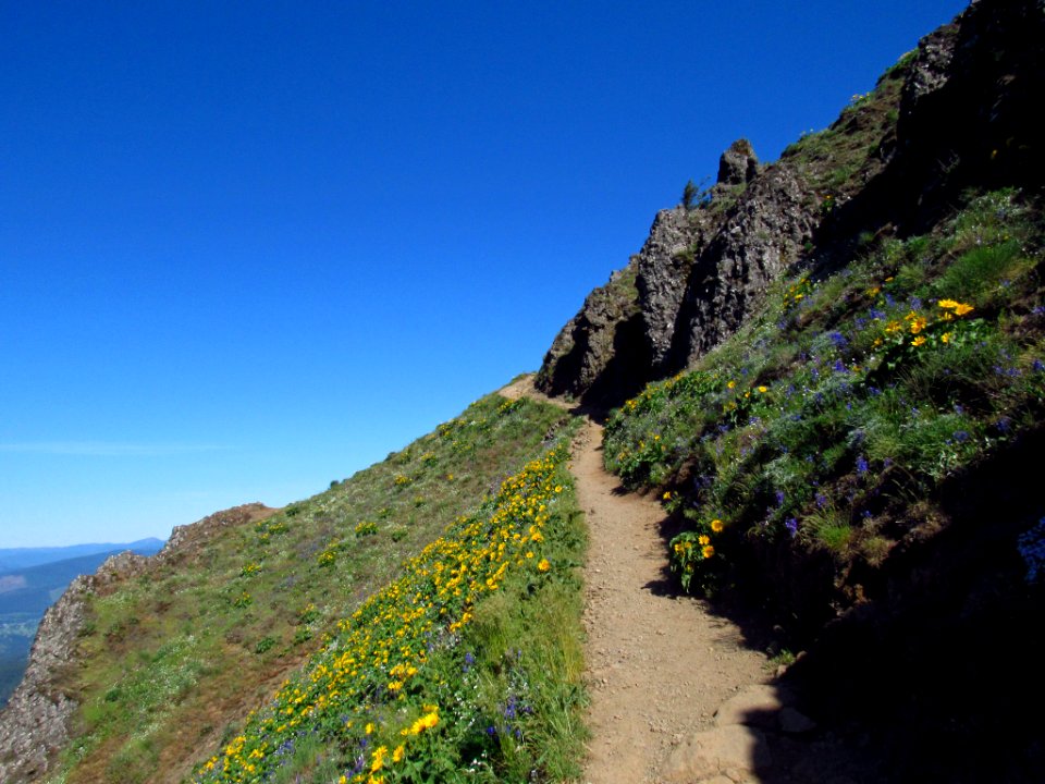 Wildflowers on Dog Mountain Trail in WA
