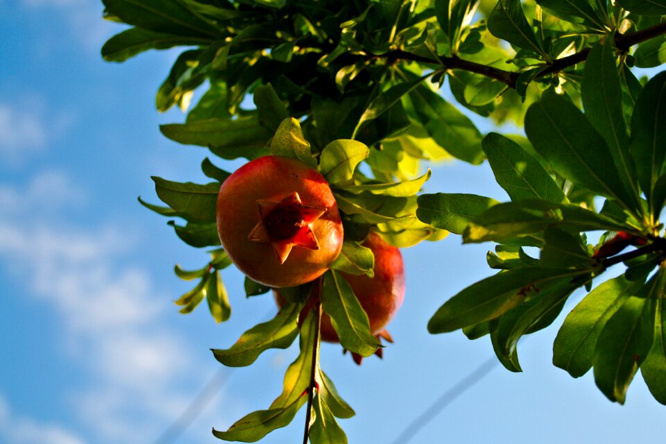 Pomegranate tree sky