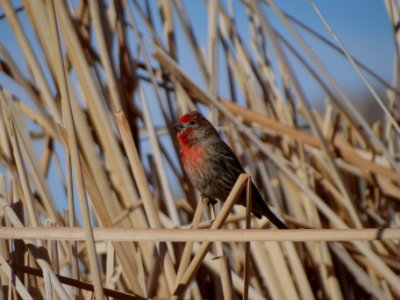 Bonanza Spring Watchable Wildlife Area