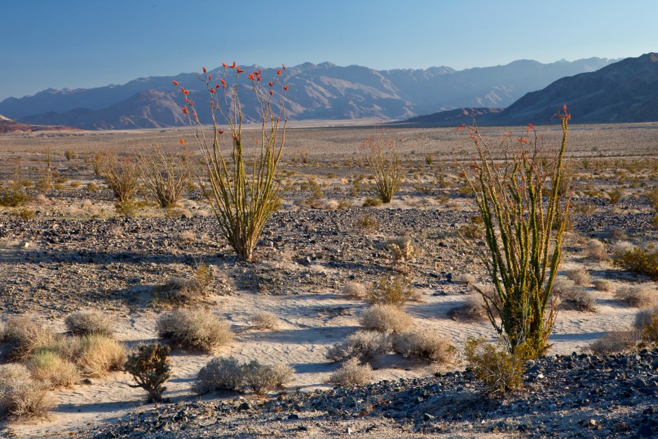 Yuha Desert photo