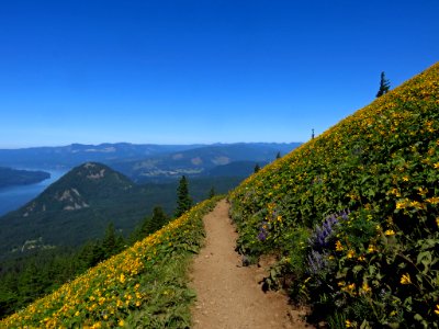 Dog Mountain Trail in Washington photo