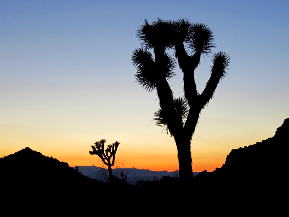 Joshua Tree NP in CA