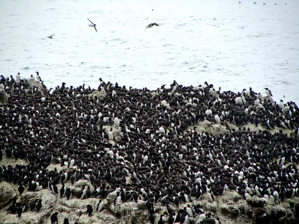 Seabird Colony at Yaquina Head in Newport, Oregon