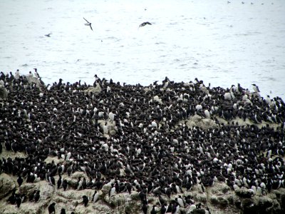 Seabird Colony at Yaquina Head in Newport, Oregon