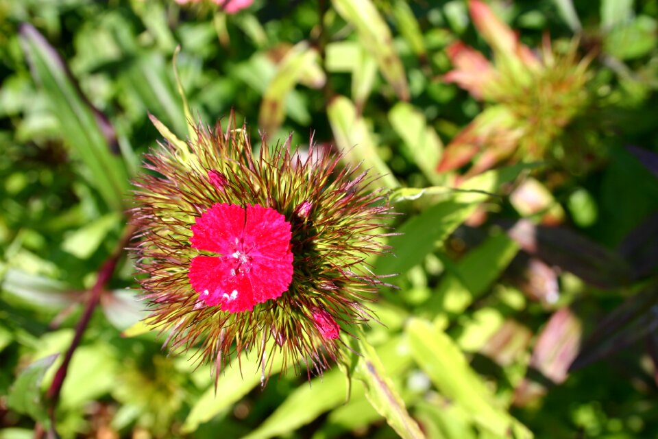Flora blossom bloom