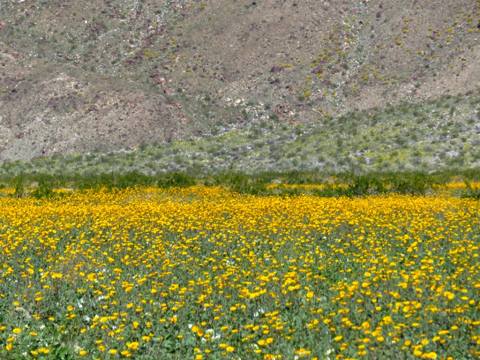 Henderson Canyon with Wildflowers at Anza-Borrego Desert SP in CA photo