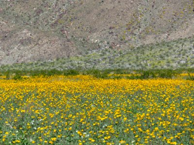Henderson Canyon with Wildflowers at Anza-Borrego Desert SP in CA