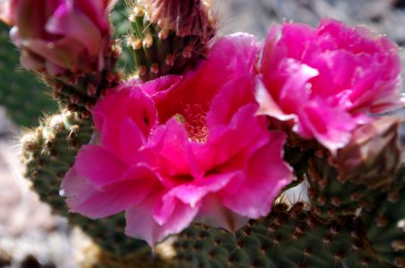 Beavertail Cacti, Turtle Mountains photo