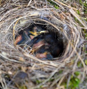 Young birds bird breeding nature photo