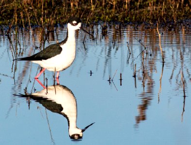 Cosumnes River Preserve photo