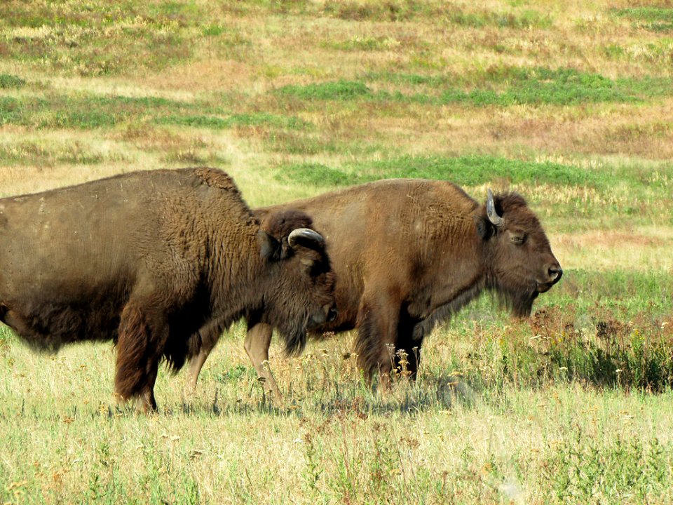 National Bison Range in MT