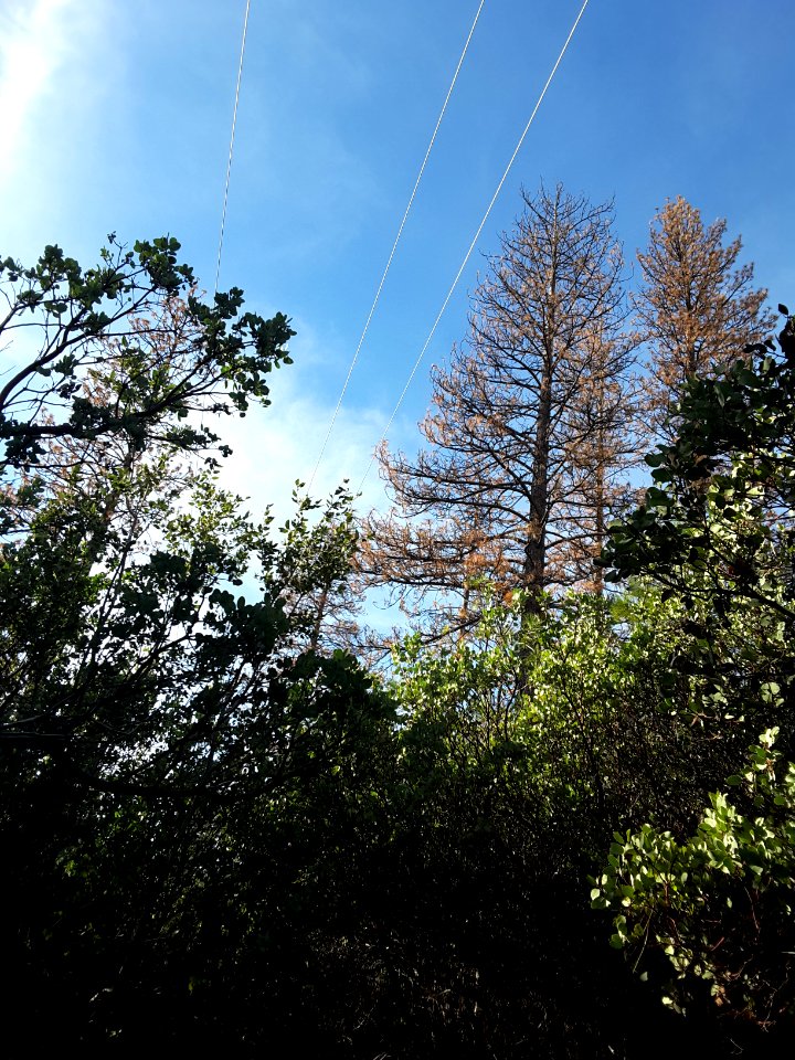 PG&E Bummerville