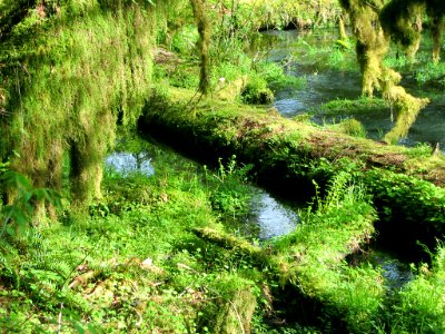 Hoh Rain Forest at Olympic NP in WA