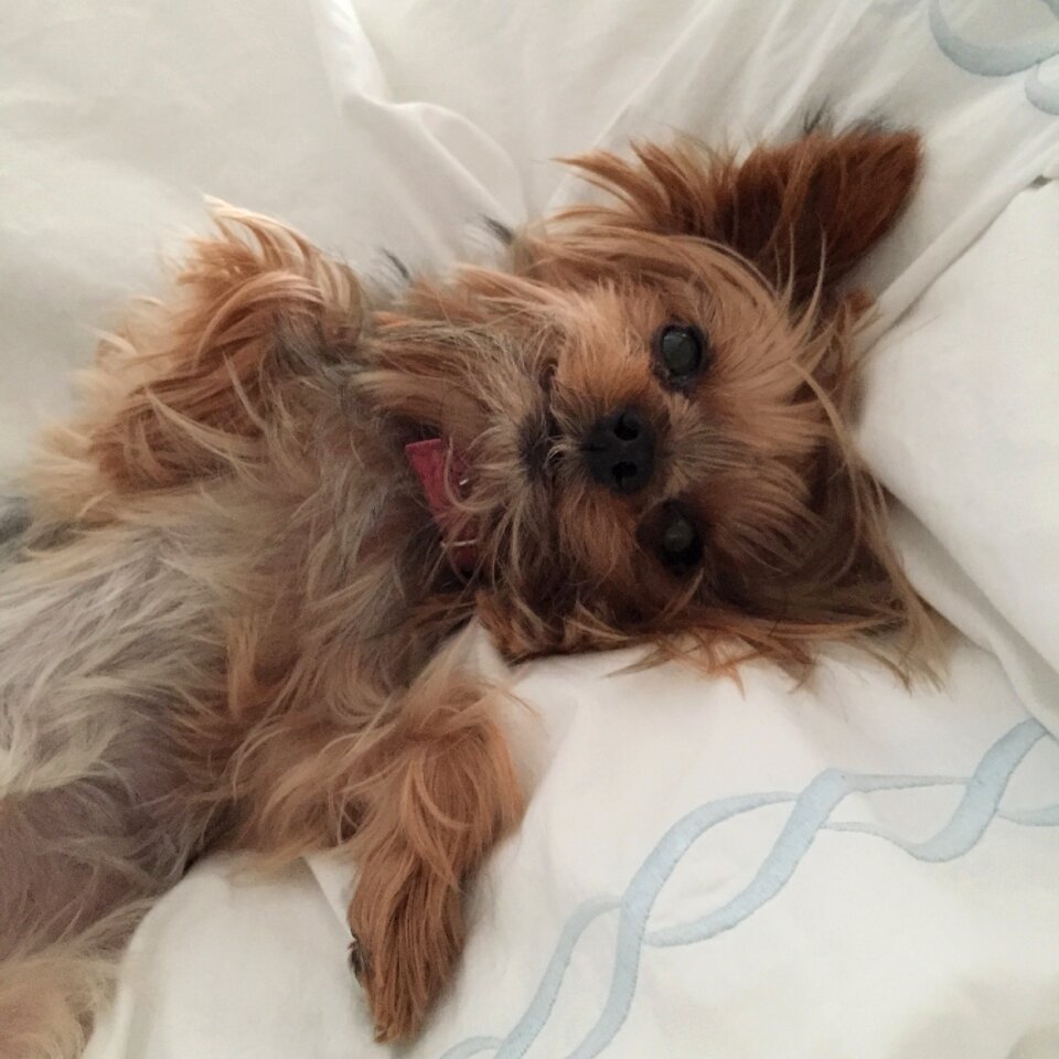 Small dog yorkshire