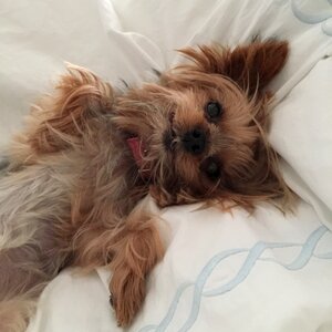 Small dog yorkshire