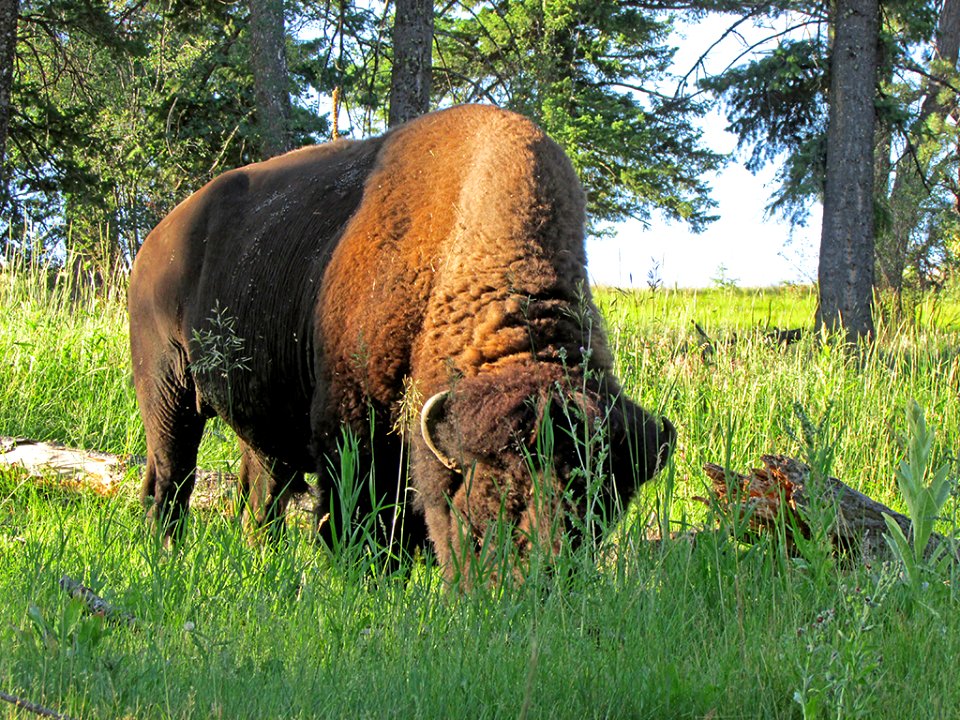 National Bison Range in MT