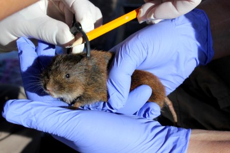 Amargosa vole