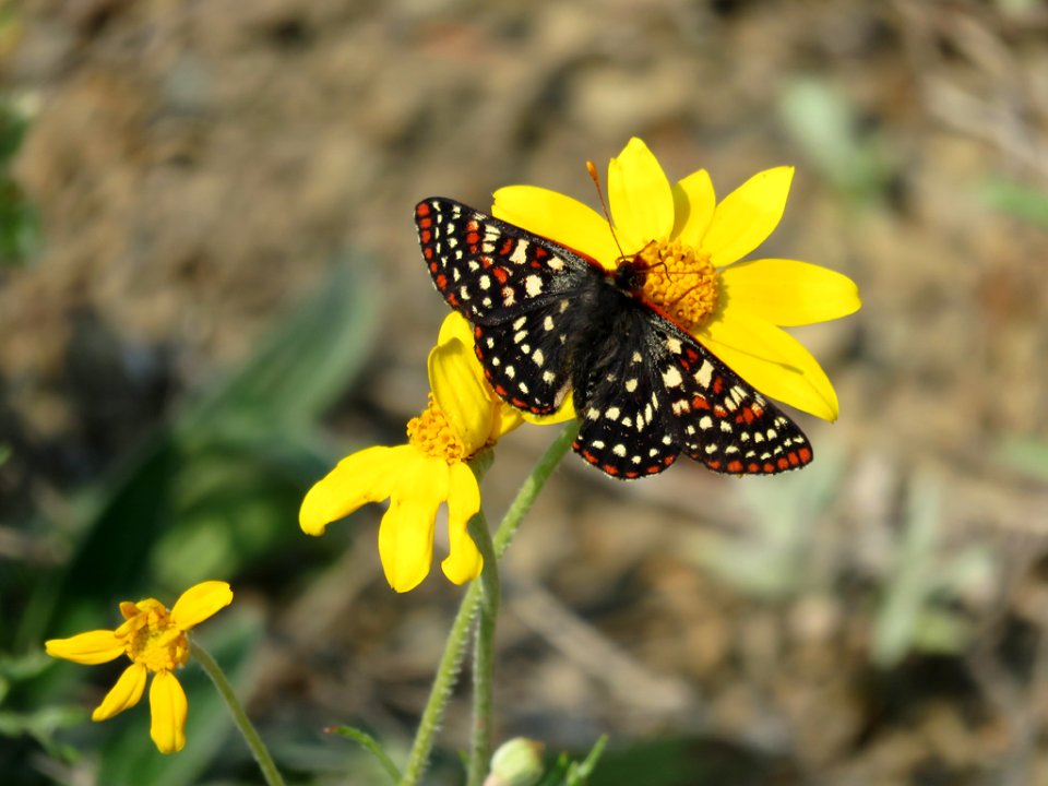 Butterfly at Hurricane Ridge at Olympic NP in Washington