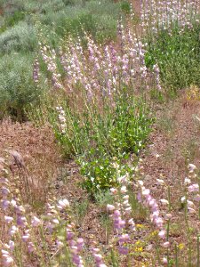 Surprise Valley Barrel Springs Back-Country Byway