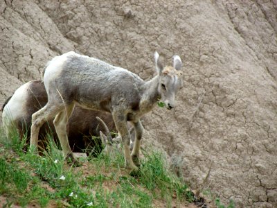 Sheep at Badlands NP in SD