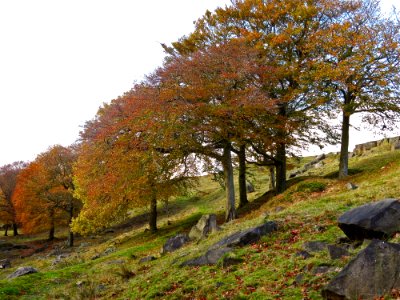 Healy Stones