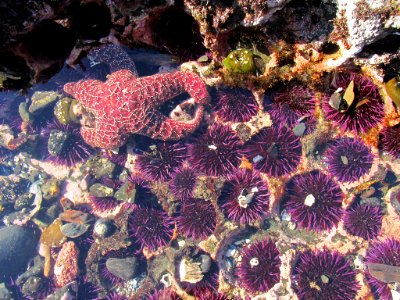 Starfish and Sea Urchin at Yaquina Head in Newport, OR