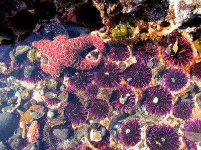 Starfish and Sea Urchin at Yaquina Head in Newport, OR photo