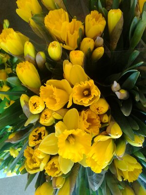 Easter easter lilies plants