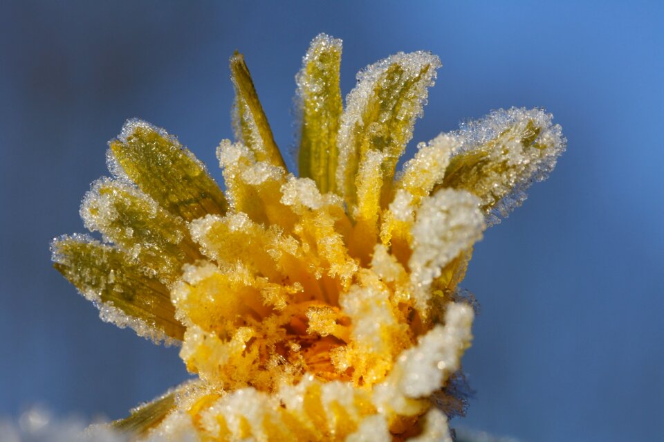 Frost eiskristalle winter