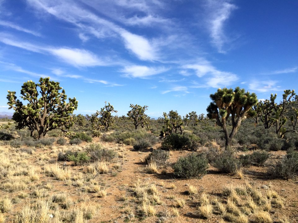 Joshua Trees