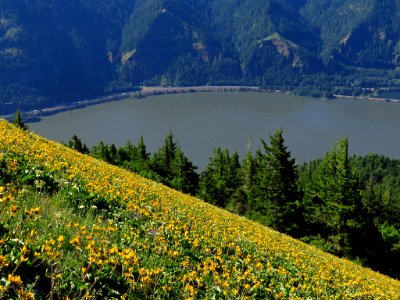 Wildflowers on Dog Mountain Trail in Washington