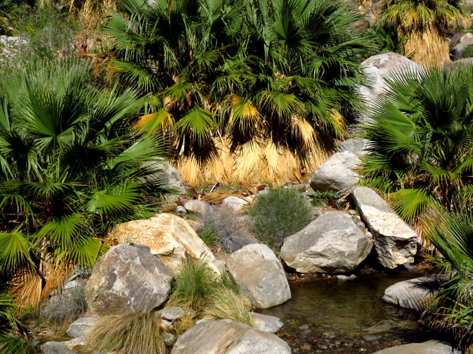 Palm Oasis at Anza-Borrego Desert SP photo