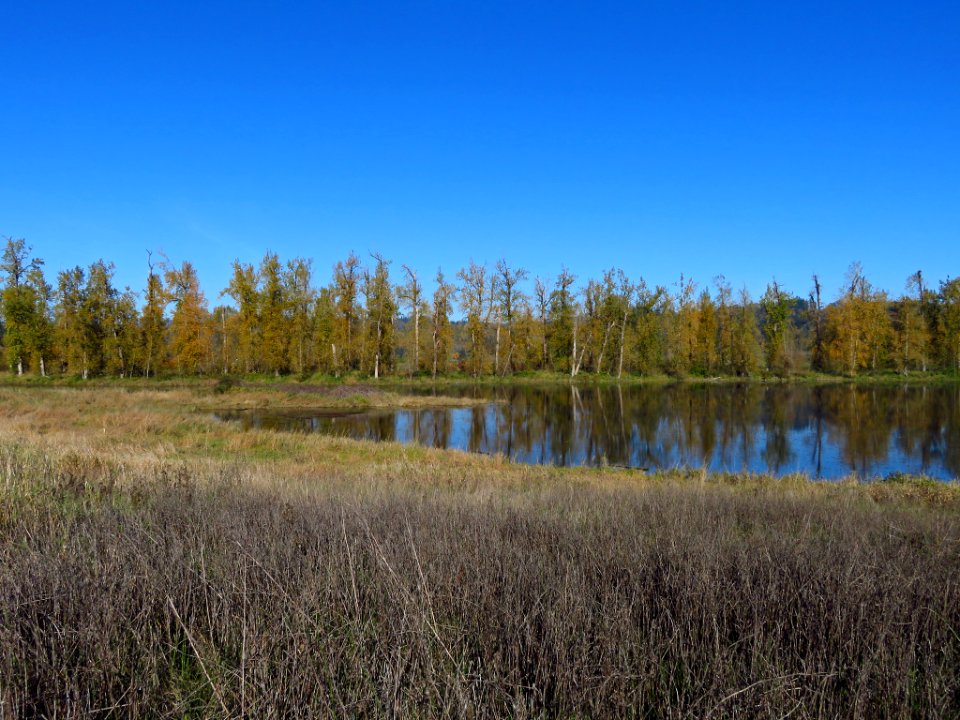 Autumn at Steigerwald Lake NWR in WA