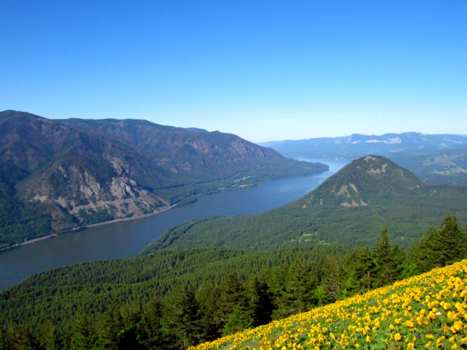 Wildflowers on Dog Mountain Trail in WA