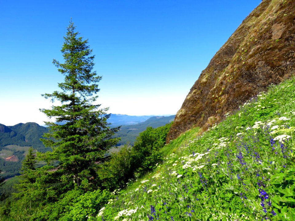 Saddle Mountain Trail in OR
