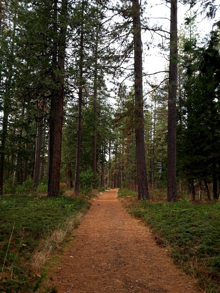 Round Mountain Bark Beetle