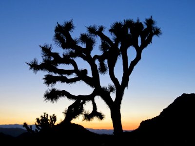 Joshua Tree NP in CA