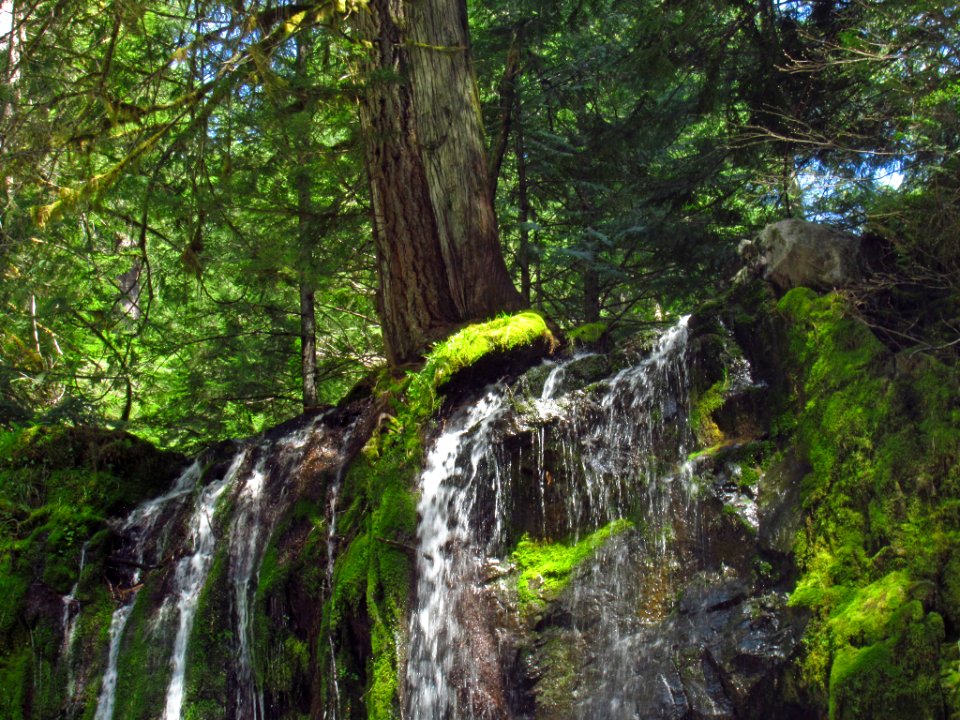 Panther Creek Falls Trail in WA