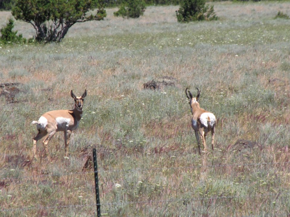 Surprise Valley Barrel Springs Back-Country Byway