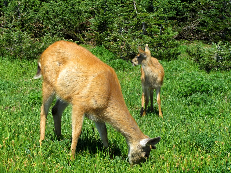 Deer at Hurricane Ridge at Olympic NP in WA
