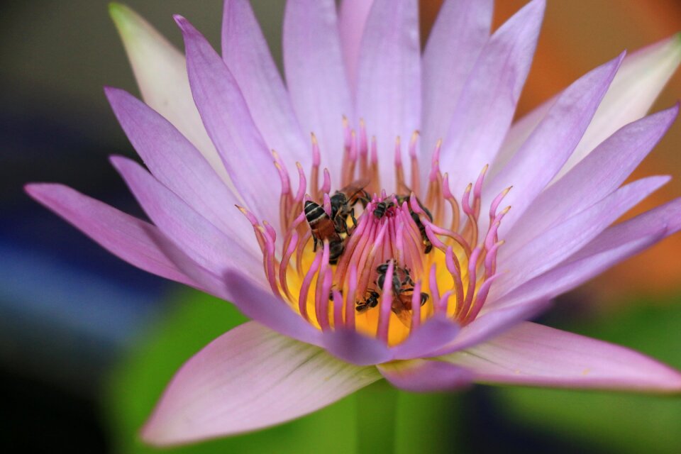 Macro pond water plant