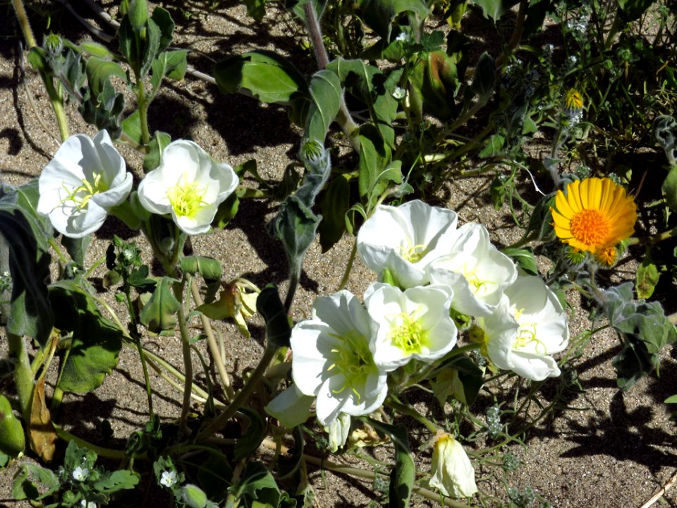 Wildflowers at Anza-Borrego Desert SP in CA