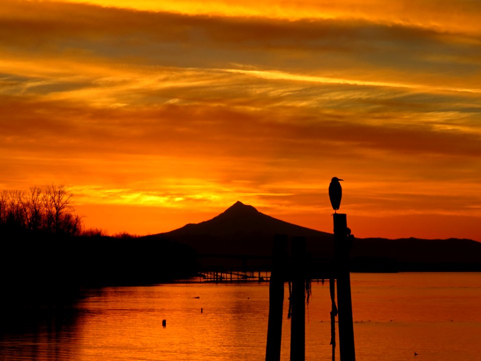 Sunrise with Blue Heron at Columbia River and Mt. Hood
