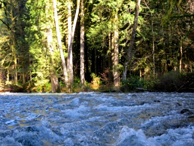 Creek near Cougar, WA photo