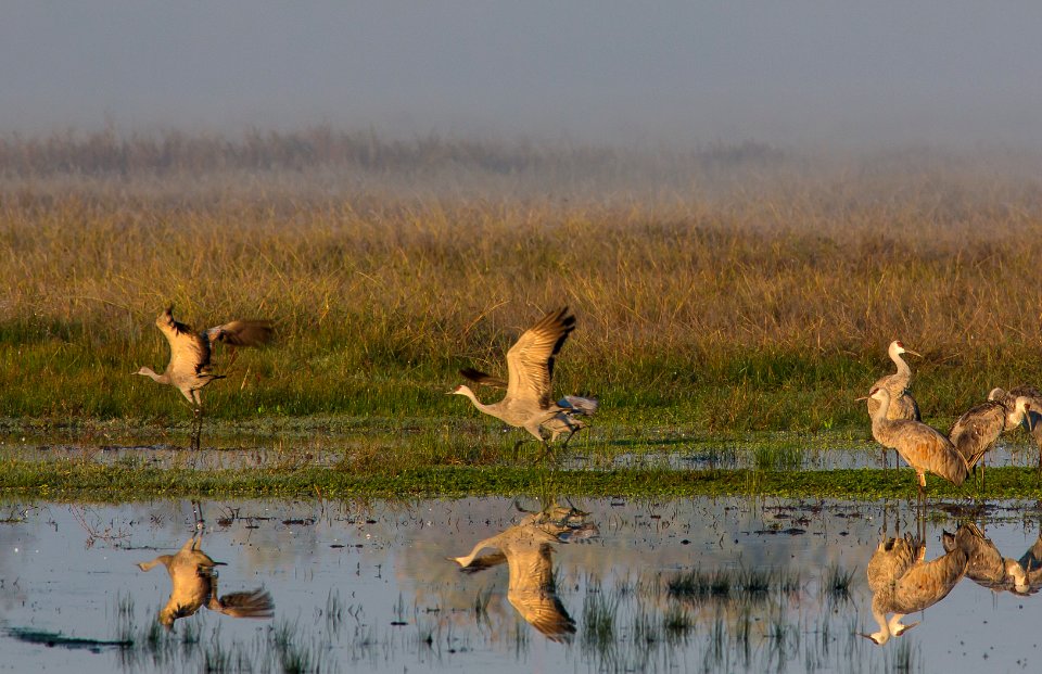 Cosumnes River Preserve
