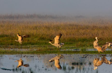 Cosumnes River Preserve